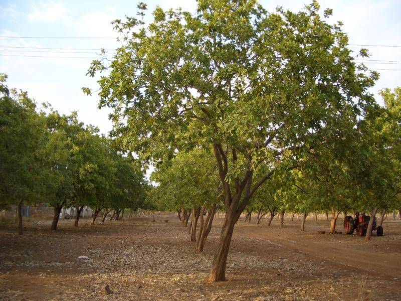 neem_tree