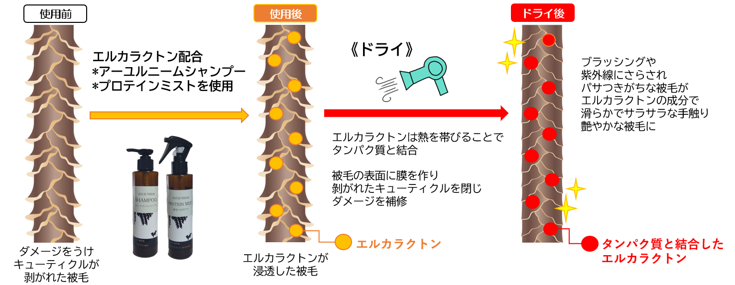 エルカラクトンの補修効果